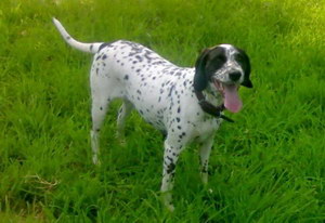 波音達(dá)獵犬怎么洗澡 波音達(dá)獵犬洗澡步驟