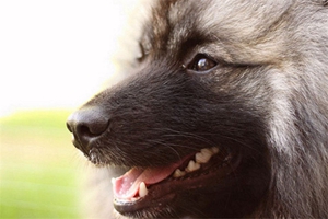 荷蘭毛獅犬吃什么 荷蘭毛獅犬喂食要點