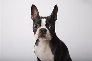 波士頓梗怎么剪指甲 波士頓梗指甲修剪方法