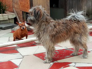 西藏梗牙齒怎么清潔 西藏?？谇蛔o理流程