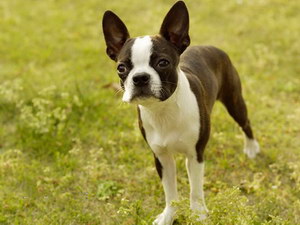 波士頓梗吃什么好 波士頓梗飲食注意事項(xiàng)