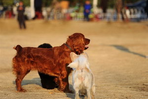 田野小獵犬怎么剪指甲 田野小獵犬指甲修剪方法