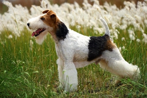 剛毛獵狐梗好養(yǎng)嗎 剛毛獵狐梗飼養(yǎng)方法