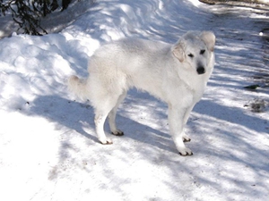 庫(kù)瓦茲犬怎么喂養(yǎng) 庫(kù)瓦茲犬喂養(yǎng)指導(dǎo)