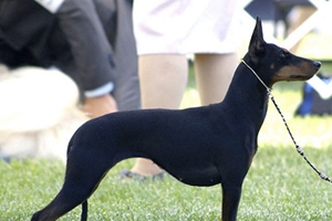 玩具曼徹斯特犬臉部怎么清潔 臉部清潔方法