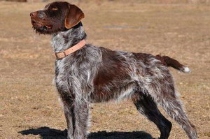 卷毛尋回犬口腔怎么護理 卷毛尋回犬牙齒清潔方法