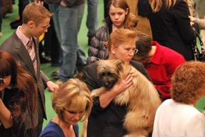 比利牛斯牧羊犬幼犬怎么養(yǎng) 幼犬飼養(yǎng)注意事項(xiàng)