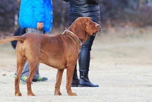 紅骨獵浣熊犬吃什么狗糧 紅骨獵浣熊犬狗糧推薦