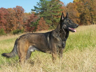 馬里努阿犬怎么自制狗糧 馬里努阿犬自制狗糧制作方法