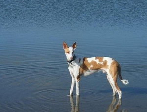 伊比贊獵犬吃什么狗糧好 伊比贊獵犬狗糧選擇技巧