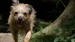 愛爾蘭獵狼犬耳朵怎么清潔 愛爾蘭獵狼犬耳朵護理方法