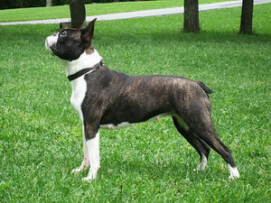 波士頓梗怎么自制狗糧 波士頓梗自制狗糧制作流程