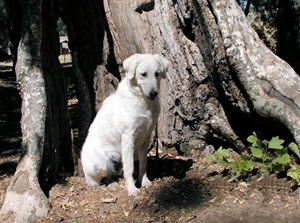 庫(kù)瓦茲犬不能吃什么 庫(kù)瓦茲犬禁忌食物介紹
