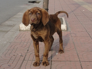 紅骨獵浣熊犬怎么清潔耳部 紅骨獵浣熊犬耳朵清潔方法