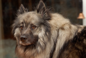 荷蘭毛獅犬怎么洗澡 荷蘭毛獅犬洗澡注意步驟