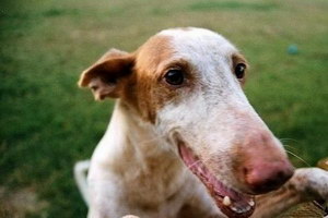 伊比贊獵犬牙齒怎么護理 伊比贊獵犬口腔清潔流程