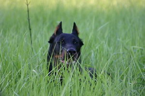 法國狼犬怎么洗澡 法國狼犬洗澡方法及注意事項
