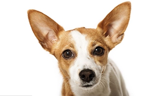 葡萄牙波登可犬怎么護理 日常護理方法