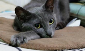 俄羅斯藍貓沒奶怎么辦 俄羅斯藍貓催乳方法