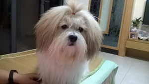 拉薩犬牙齒怎么清潔 拉薩犬口腔護理方法