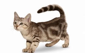 澳大利亞霧貓總是流淚怎么回事 貓咪流淚原因介紹