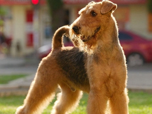 萬能梗毛發(fā)怎么修剪 萬能梗毛發(fā)修剪方法