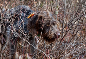 剛毛指示格里芬犬耳朵如何清潔