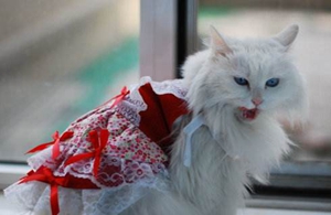 怎么喂食沒(méi)出乳牙的蒂凡尼貓幼貓