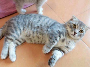 曼基康貓產(chǎn)后嘔吐怎么回事 曼基康貓產(chǎn)后嘔吐原因介紹