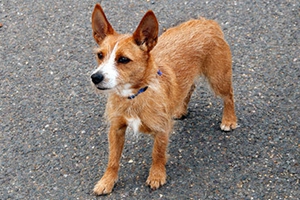 葡萄牙波登可犬如何喂養(yǎng) 葡萄牙波登可犬喂養(yǎng)知識