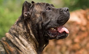 加納利犬怎么養(yǎng) 西班牙加納利犬飼養(yǎng)心得