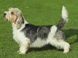 迷你貝吉格里芬凡丁犬指甲修剪方法