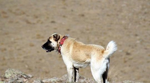 安納托利亞牧羊犬怎么護理 安納托利亞牧羊犬護理方法