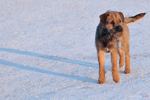 邊境梗吃什么水果 邊境梗水果喂食選擇