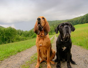 尋血獵犬牙齒怎么清潔 尋血獵犬口腔護理方法