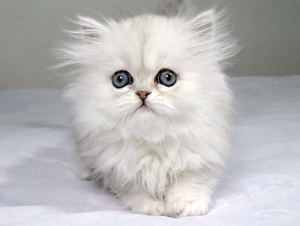 金吉拉貓難產(chǎn)怎么辦 金吉拉貓難產(chǎn)解決辦法