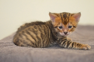 玩具虎貓分娩要注意什么 玩具虎貓分娩注意事項