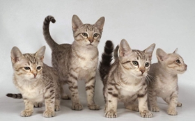 澳大利亞霧貓抑郁癥怎么治療