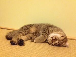 貓咪腎衰有什么癥狀