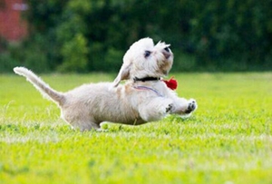 怎么給短腳長身梗剪毛 短腳長身梗剪毛美容教程