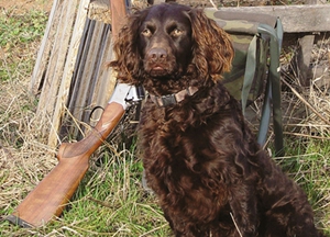 博伊金獵犬怎么養(yǎng) 飼養(yǎng)注意事項