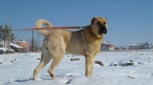 安納托利亞牧羊犬怎么養(yǎng) 安納托利亞牧羊犬飼養(yǎng)知識