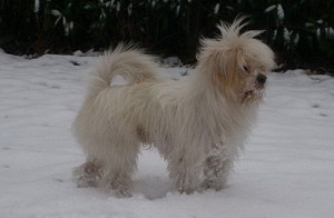 怎么給拉薩犬拔耳毛 拉薩犬拔耳毛方法