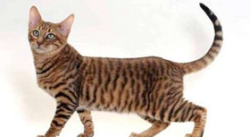 玩具虎貓厭食怎么治療 厭食治療方法