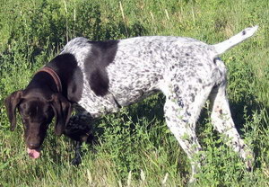 波音達(dá)獵犬怎么修剪指甲 波音達(dá)獵犬剪指甲方法