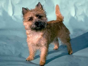 凱恩梗需要補鈣嗎 凱恩梗補鈣介紹