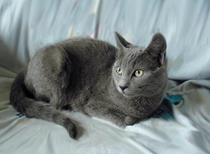 俄羅斯藍(lán)貓交配要注意什么 俄羅斯藍(lán)貓交配小知識(shí)