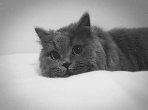 英國(guó)長(zhǎng)毛貓難產(chǎn)怎么辦 英國(guó)長(zhǎng)毛貓難產(chǎn)解決辦法