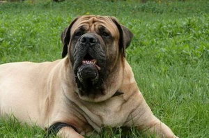 馬士提夫犬怎么養(yǎng) 馬士提夫獒犬飼養(yǎng)注意事項(xiàng)