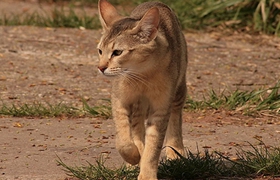 非洲獅子貓脫肛怎么辦 脫肛又叫直腸脫